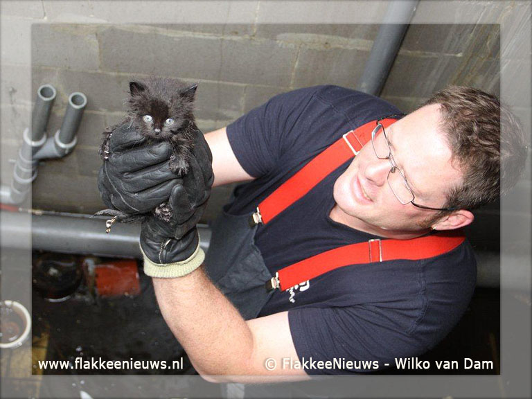 Foto behorende bij Kitten gered uit uitgebrande kelder