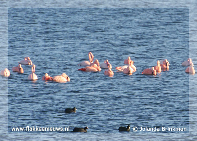 Foto behorende bij Flamingo