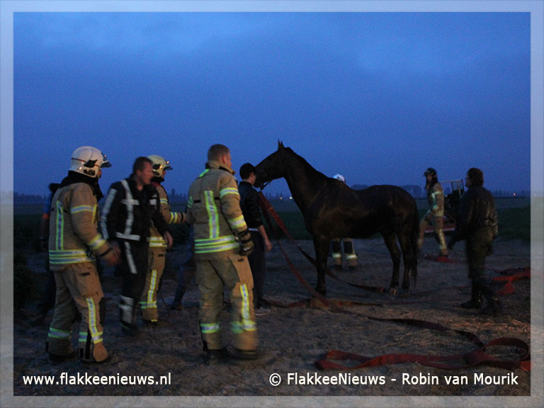 Foto behorende bij Paard met veel mankracht uit de sloot gered