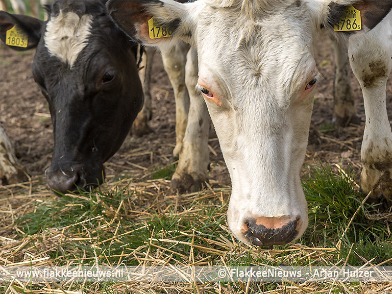 Foto behorende bij Sommelsdijkse koeien mogen de wei weer in