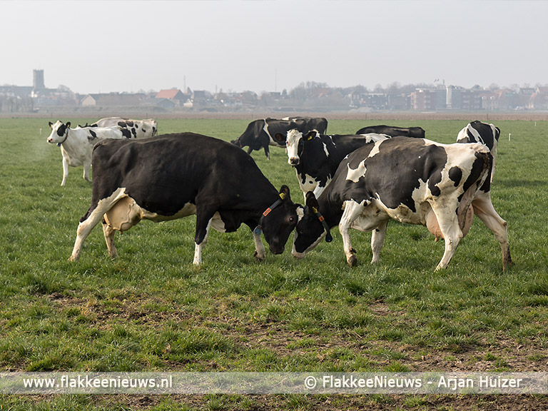 Foto behorende bij Sommelsdijkse koeien mogen de wei weer in