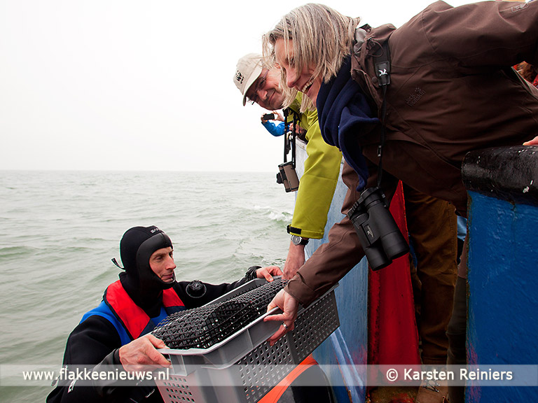 Foto behorende bij Uniek herstelproject voor verloren oesterriffen en mosselbanken in zee