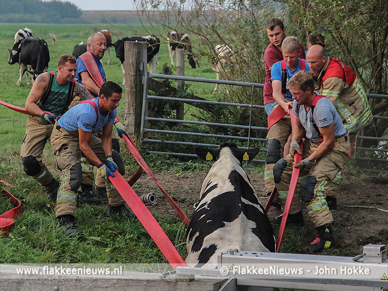 Foto behorende bij Brandweer schiet koe in de sloot te hulp
