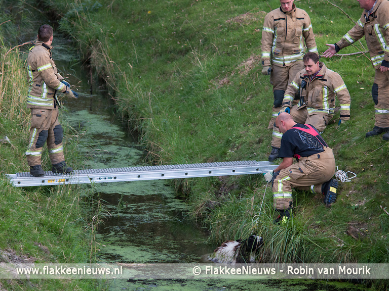 Foto behorende bij Stellendamse brandweer heeft schaapje op het droge