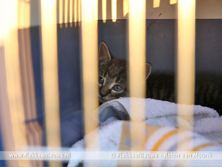 Foto behorende bij Kitten na twee dagen bevrijd uit auto