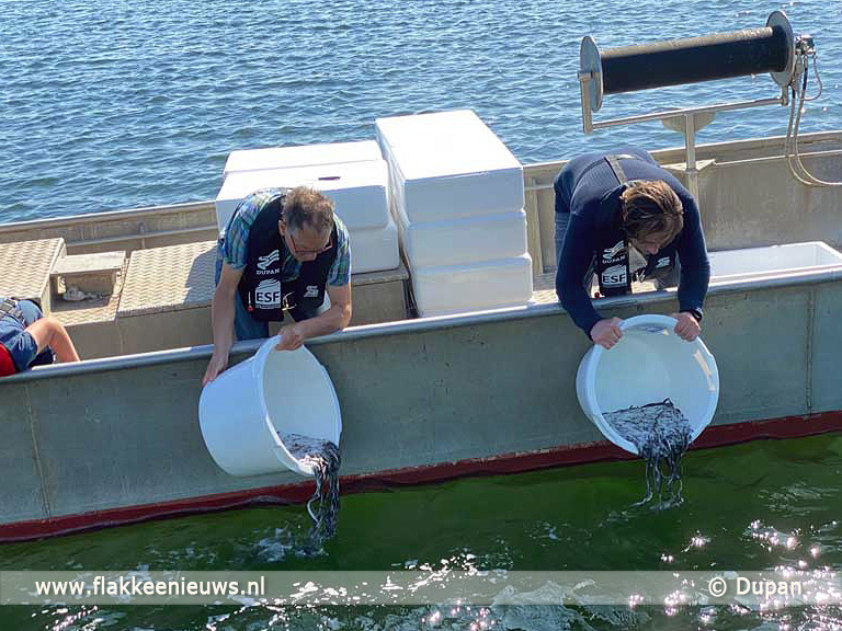 Foto behorende bij Zeeland, Zuid-Holland en Friesland verwelkomen 580.000 jonge palingen