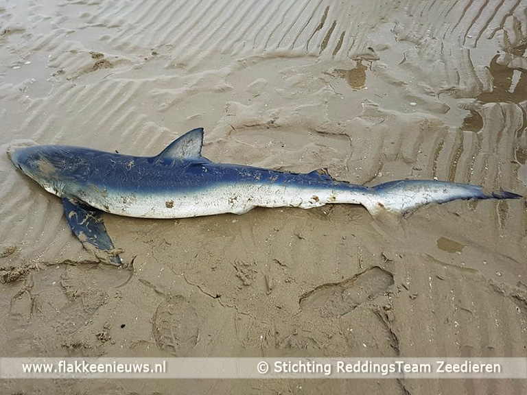 Foto behorende bij Levende blauwe haai aangetroffen bij Ouddorp
