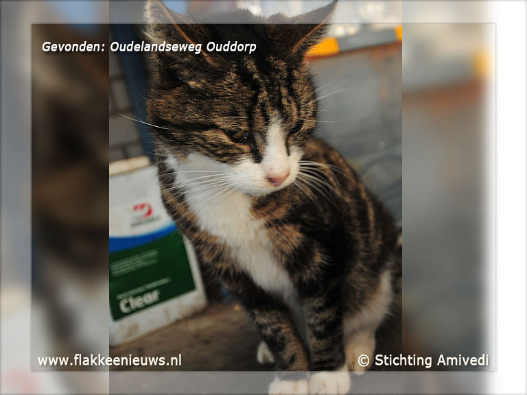 Foto behorende bij Gevonden en vermiste huisdieren week 43-2011
