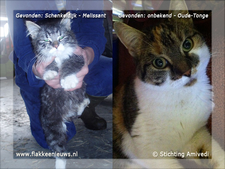 Foto behorende bij Gevonden en vermiste huisdieren week 47-2011