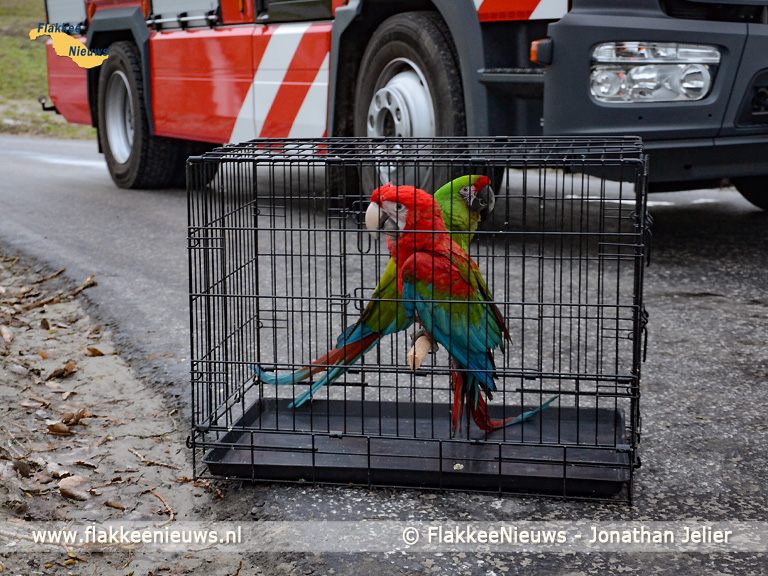 Foto behorende bij Avontuurlijke papegaai gered door de brandweer