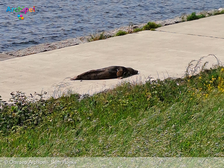 Foto behorende bij A Seal komt in actie voor gestrande zeehond bij Haringvlietdam