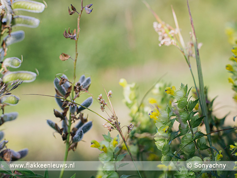Waterschap bevordert biodiversiteit met ecologisch bermbeheer - FlakkeeNieuws Goeree-Overflakkee