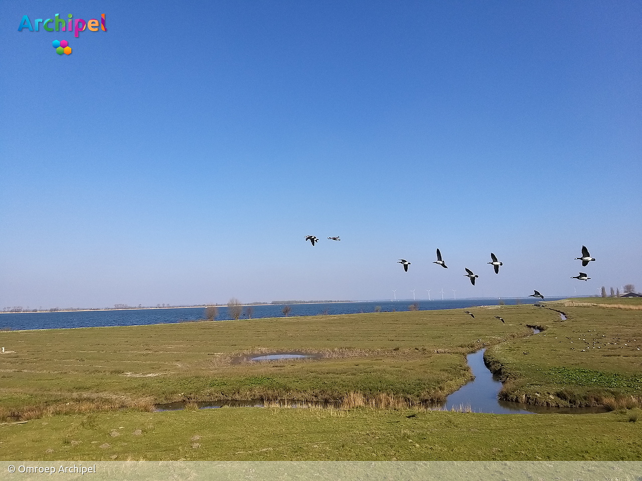 Lokale partijen in actie, waterschapsbelasting en kritiek op ganzenbeleid - FlakkeeNieuws Goeree-Overflakkee