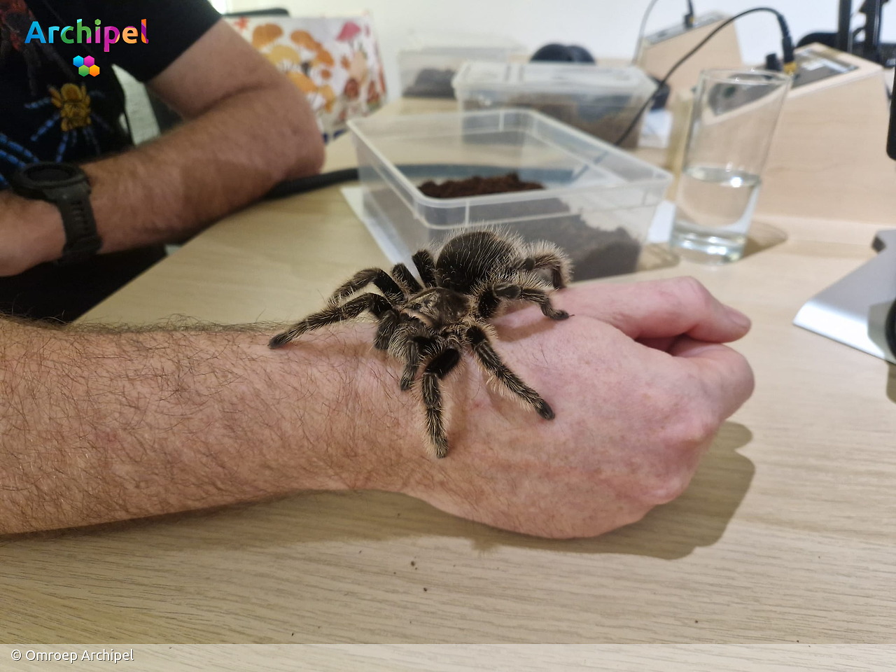 Fascinatie voor reptielen en spinachtigen: hobbyist Jack Westhoeve deelt zijn passie