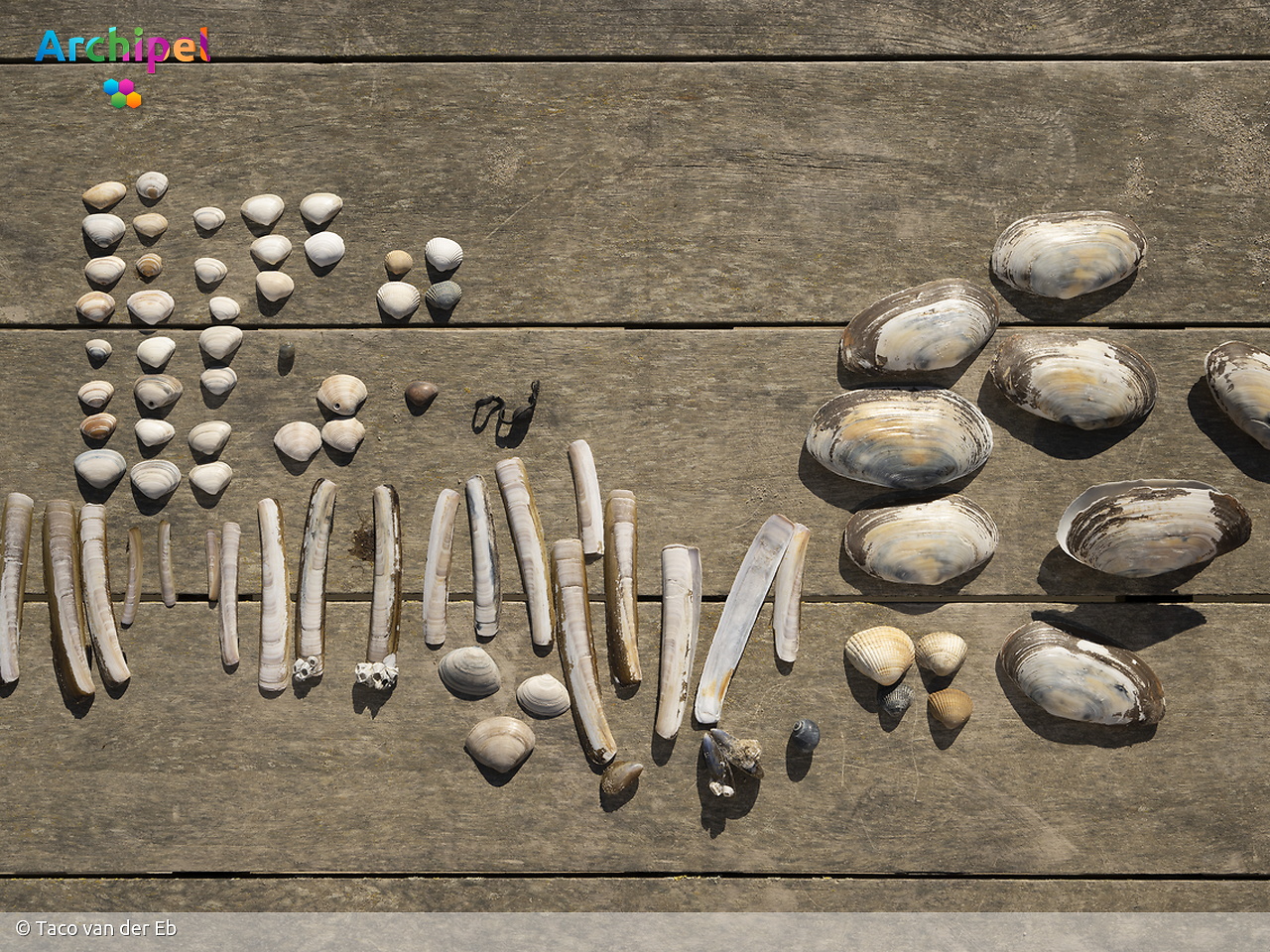 Recordaantal schelpen geteld: dit werd er gevonden op Goeree-Overflakkee - FlakkeeNieuws Goeree-Overflakkee