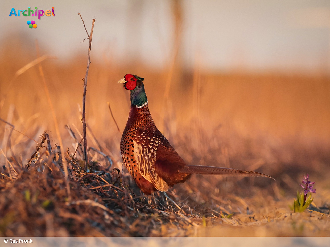 Voorjaarstelling wijst uit: eiland is paradijs voor fazanten en hazen - FlakkeeNieuws Goeree-Overflakkee