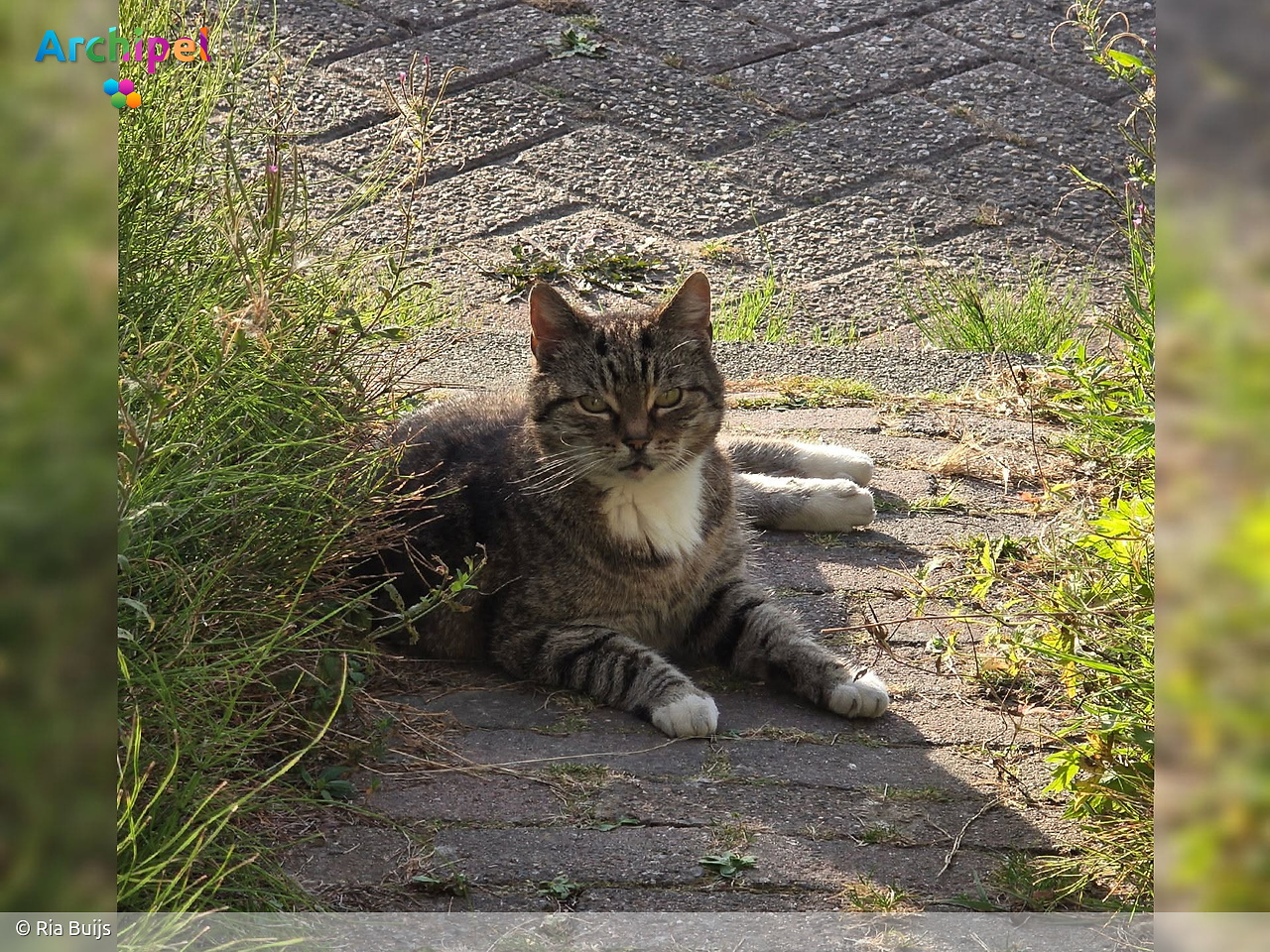 Poes Saartje doodgebeten door hond in Oude-Tonge - FlakkeeNieuws Goeree-Overflakkee