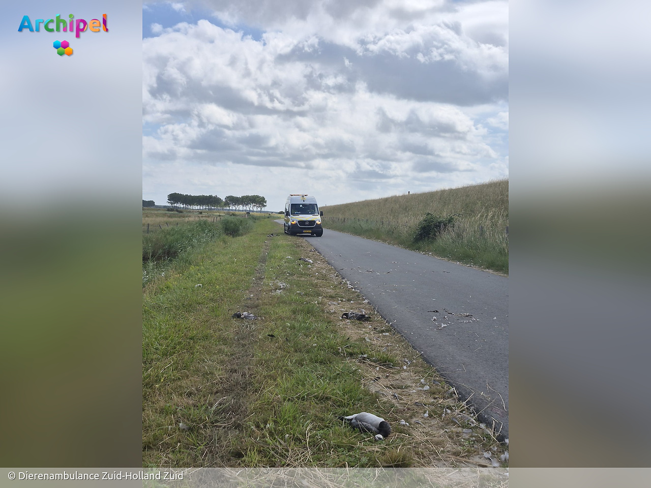 Twintig ganzen doodgereden langs Zuidweg in Ouddorp - FlakkeeNieuws Goeree-Overflakkee