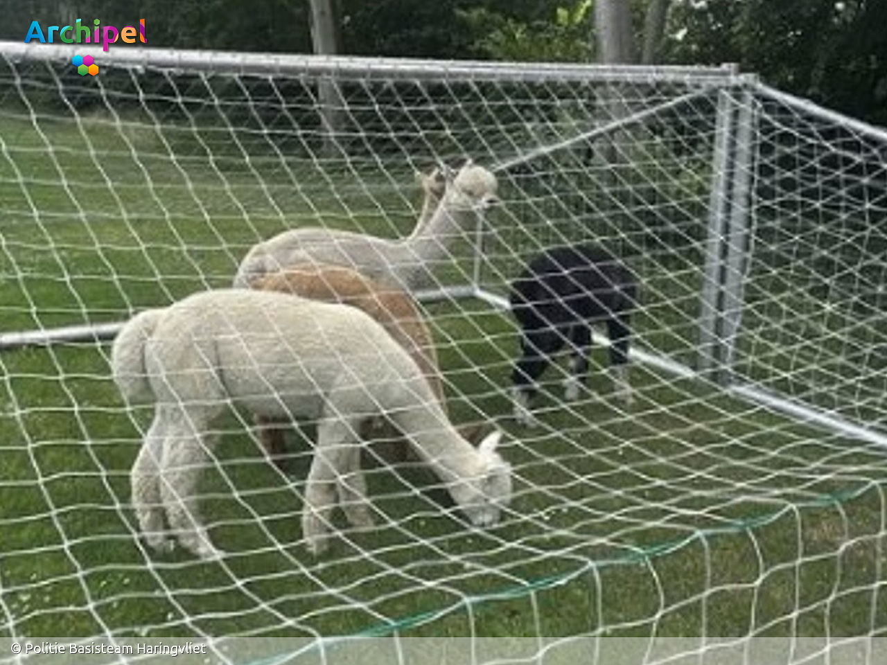Stellendam 'in rep en roer' om ontsnapte alpaca's - FlakkeeNieuws Goeree-Overflakkee