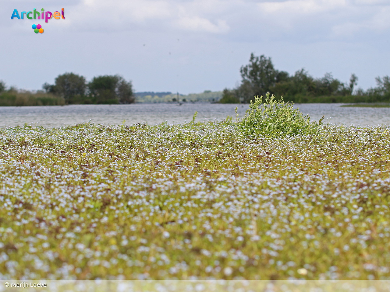 Staatsbosbeheer stelt voorwaarden aan asverstrooiing in natuurgebieden