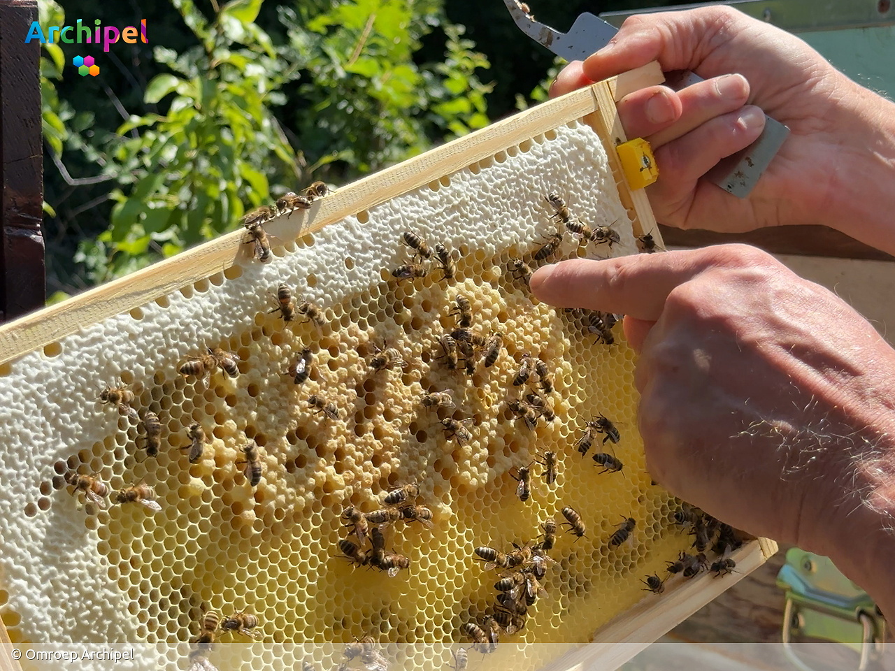 Imkers op Goeree-Overflakkee maken zich op voor oogst van zomerhoning - FlakkeeNieuws Goeree-Overflakkee