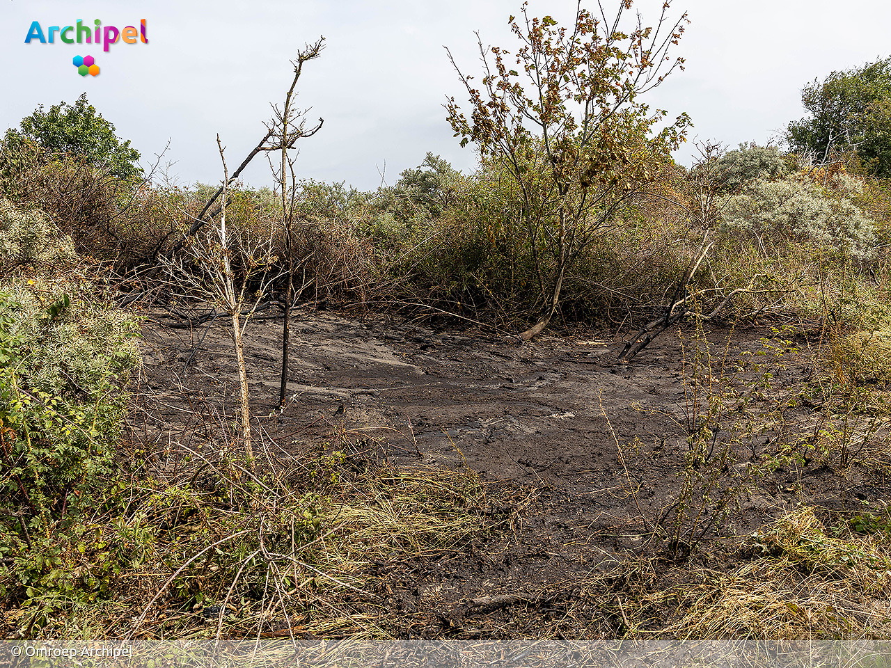 Foto behorende bij Brand in duingebied Ouddorp onder controle