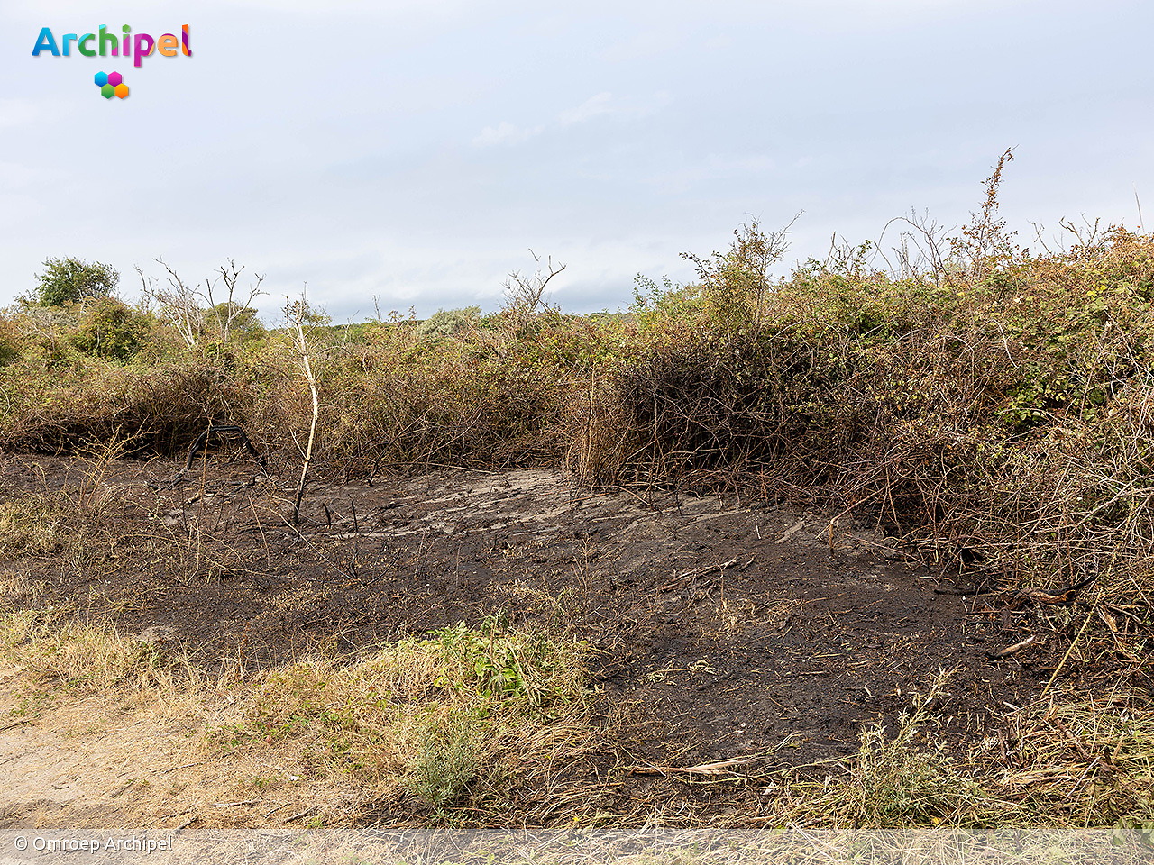 Foto behorende bij Brand in duingebied Ouddorp onder controle