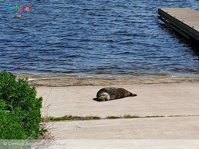 Foto behorende bij A Seal komt in actie voor gestrande zeehond bij Haringvlietdam