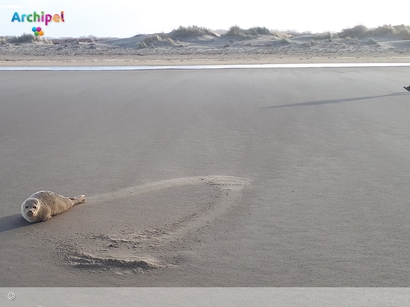 Foto behorende bij Mastertitel voor student met onderzoek naar zeehonden op Groene Stranden