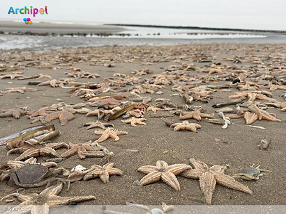 Foto behorende bij Honderden dode zeesterren aangespoeld op het strand van Ouddorp