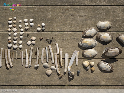 Recordaantal schelpen geteld: dit werd er gevonden op Goeree-Overflakkee