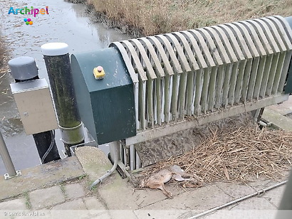 Verdronken hazen bij gemaal Dirkslandse polder