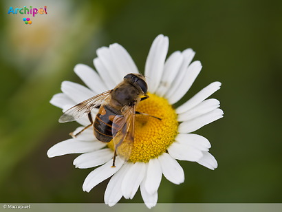 Voedselbank voor bijen: haal gratis bloemenzaad op