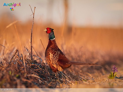 Voorjaarstelling wijst uit: eiland is paradijs voor fazanten en hazen
