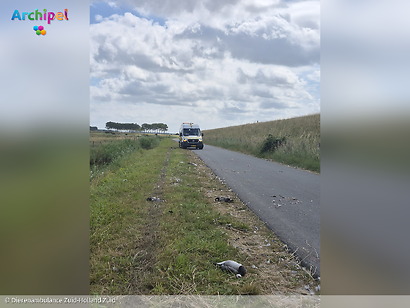 Twintig ganzen doodgereden langs Zuidweg in Ouddorp