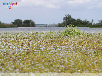 Staatsbosbeheer stelt voorwaarden aan asverstrooiing in natuurgebieden 