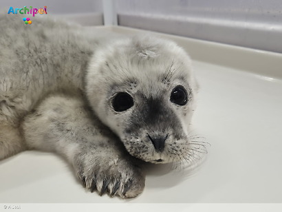 Een goedbedoelde actie kan een zeehondenpup zijn moeder kosten
